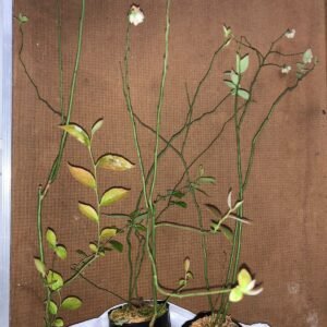 Mudas de Mirtilo (Blueberry) 2 un.